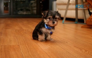 Cute Teacup Yorkshire Terrier Puppies Fo