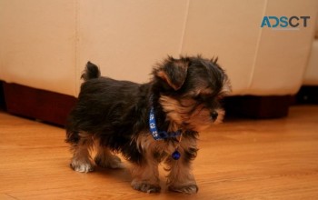 Chunky Energetic AKC Yorkshire Terriers 