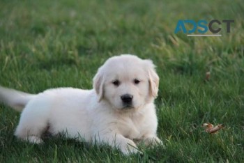 Golden Retriever Puppy For Sale