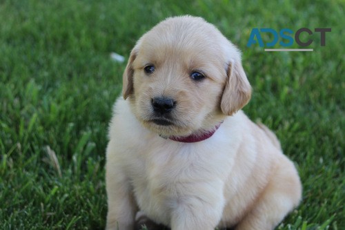 Chunky Energetic AKC Golden Retriever