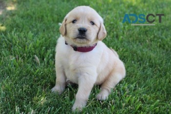 Chunky Energetic AKC Golden Retriever