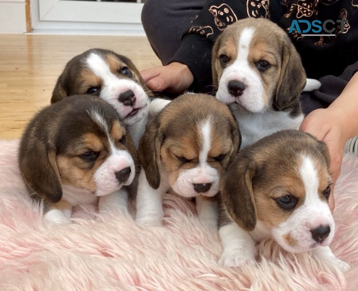 lovely beagle pups  (+61) 28,09,10,80,5