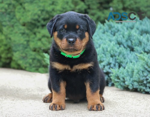 Rottweiler Puppy For Sale 