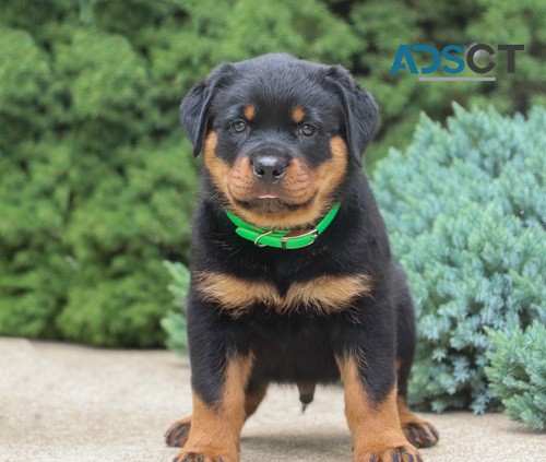 Cute Rottweiler Puppy For Sale 