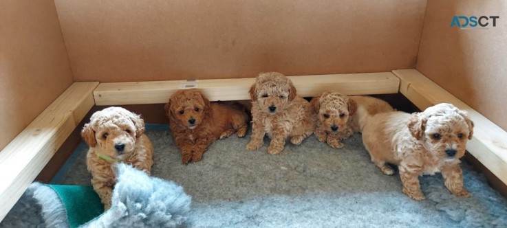  Gorgeous Red/apricot F1 Bichonpoo Puppi