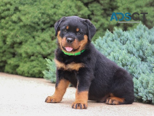 Rottweiler Puppy For Sale 