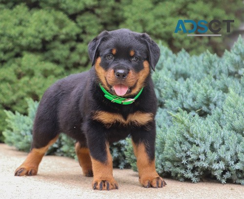 Rottweiler Puppy For Sale 