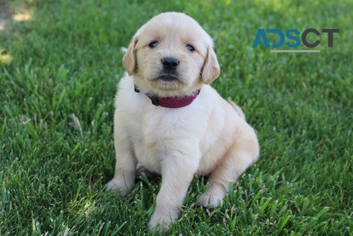 Golden Retriever Puppy For Sale