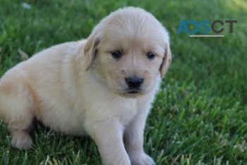 Golden Retriever Puppy For Sale