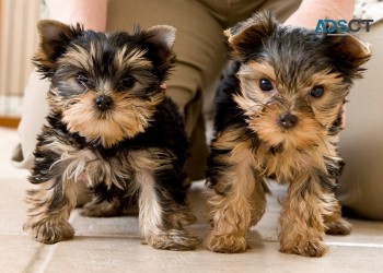 Yorkie pups (+61) 28,09,10,80,5 