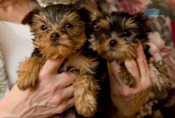 charming yorkies (+61) 28,09,10,80,5 