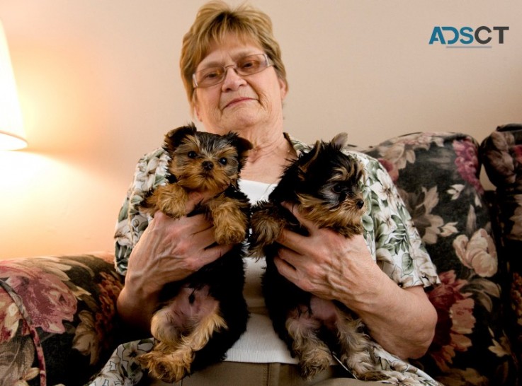 lovely yorkie pups (+61) 28,09,10,80,5 