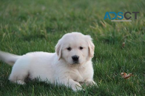 Golden Retriever Puppy For Sale