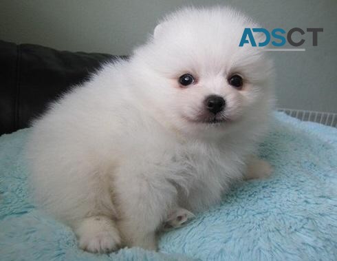 Lovely Pomeranian puppies for sale 