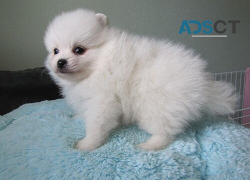 Lovely Pomeranian puppies for sale 