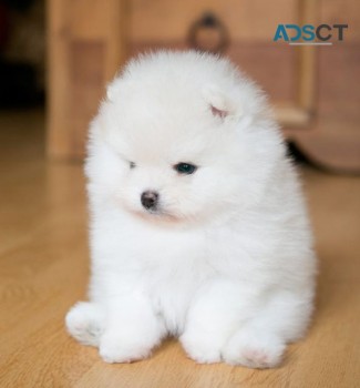 Lovely Pomeranian puppies for sale 