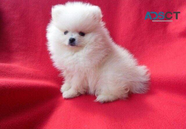 Lovely Pomeranian puppies for sale 