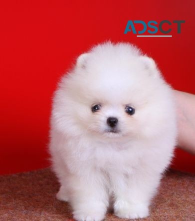 Pomeranian puppies for sale 