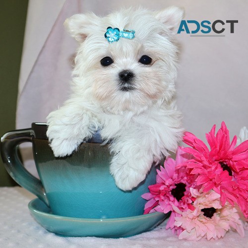 Maltese Puppies Available