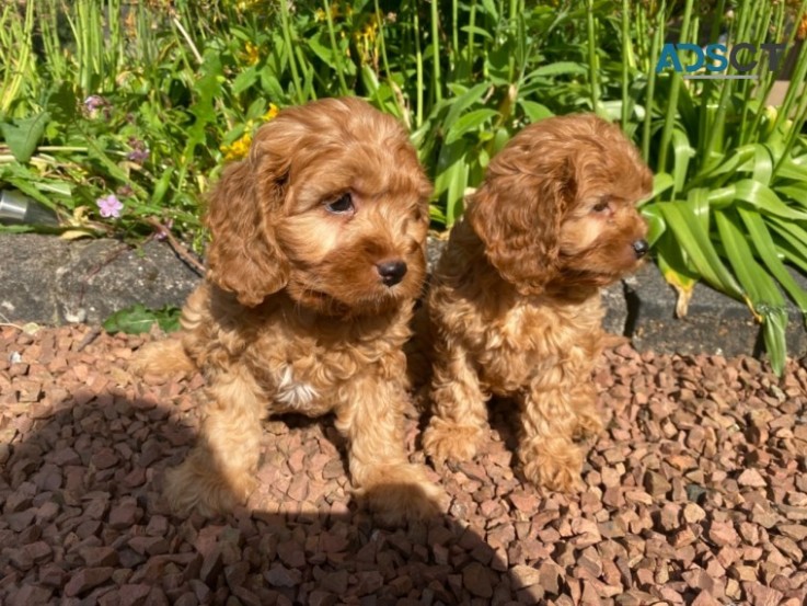 Cavapoo puppies