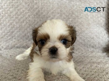 Shih tzu puppies