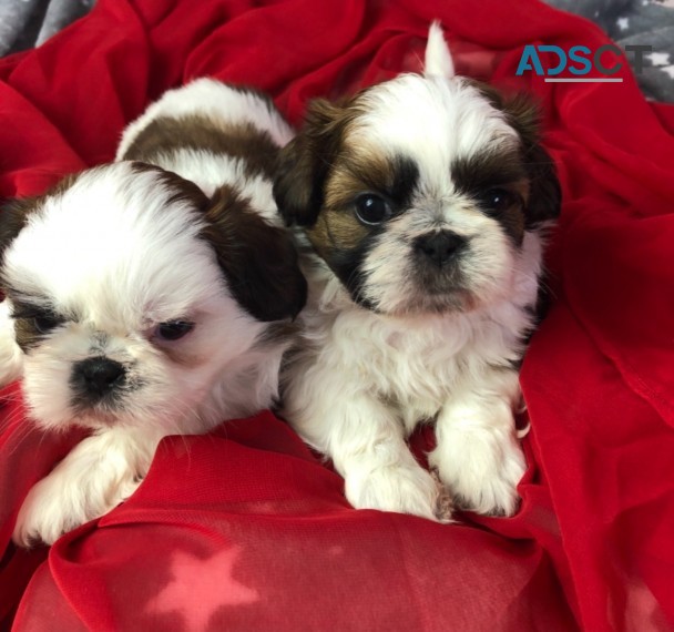     Shih tzu puppies