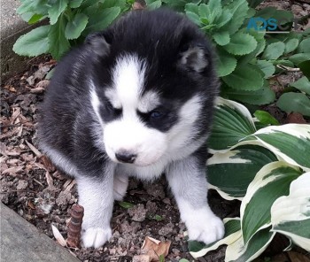    Siberian husky puppies