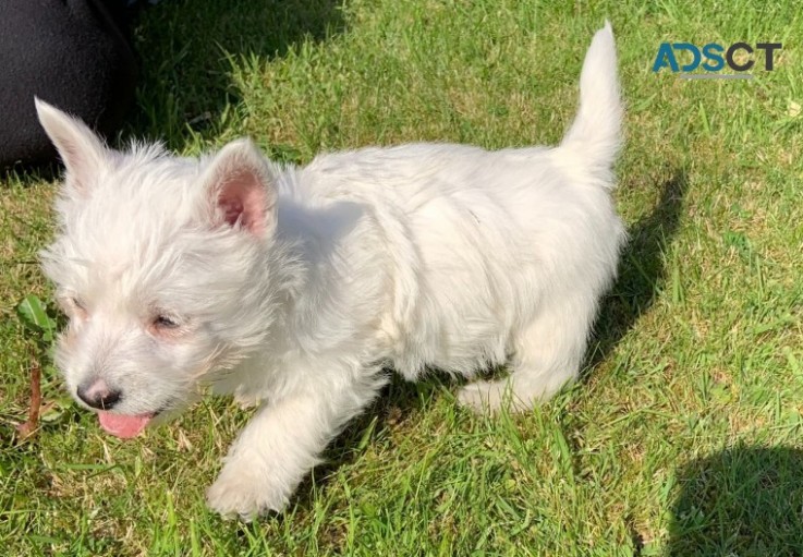   West Highland White Terriers for sale