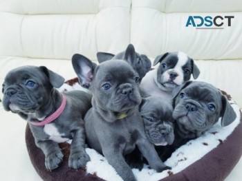 charming blue French bulldogs