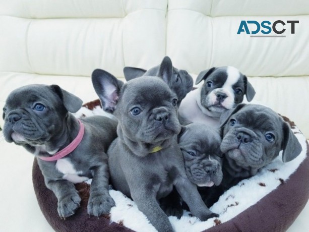 Happy blue French bulldogs