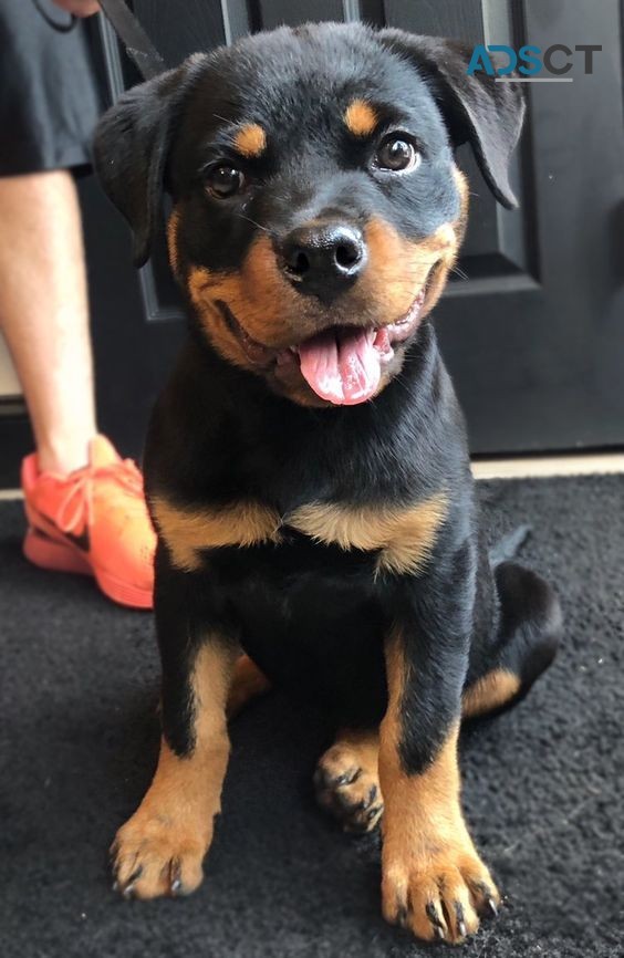 Rottie puppies (+61) 28,09,10,80,5 