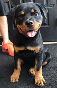 KC Rottie puppies (+61) 28,09,10,80,5 