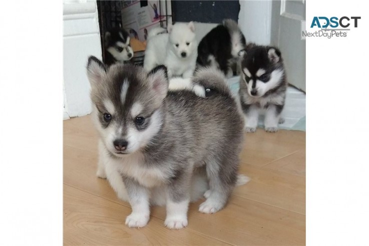  Beautiful Pomsky  puppies for good home