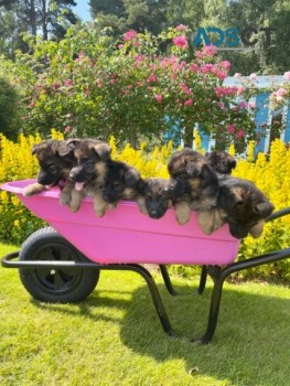  German Shepherd Puppies