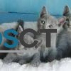 Cute male and female Russian blue Kitten