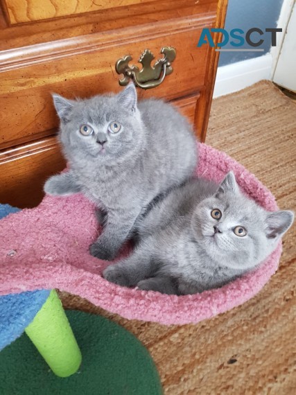 Cute male and female British Shorthair k