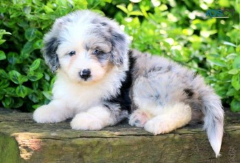 Charming  Aussie puppies 