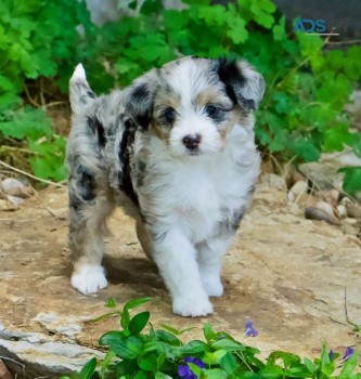 Australian shepherd puppies