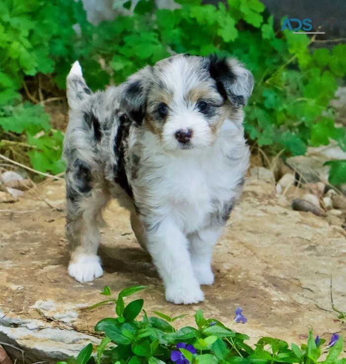 healthy Aussie puppies 