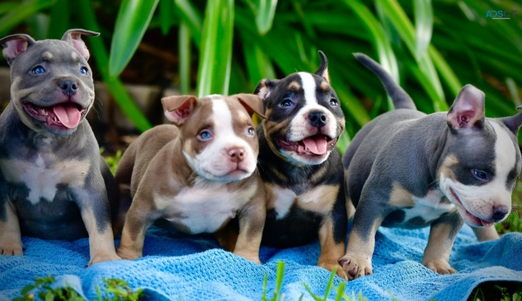 KC American Bully puppies