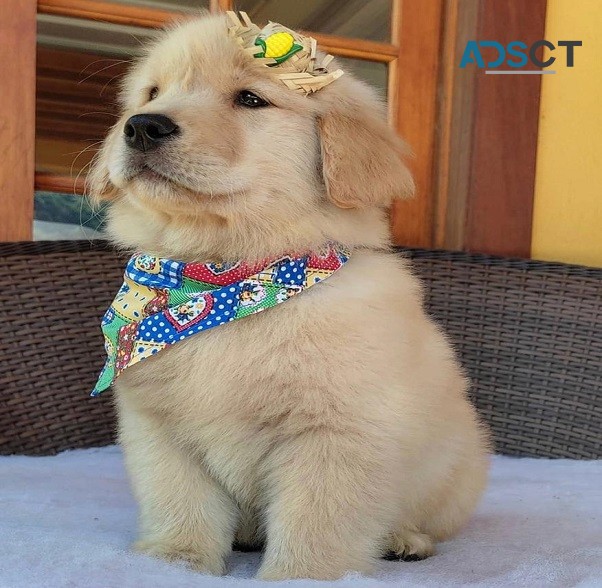 fluffy goldie puppies