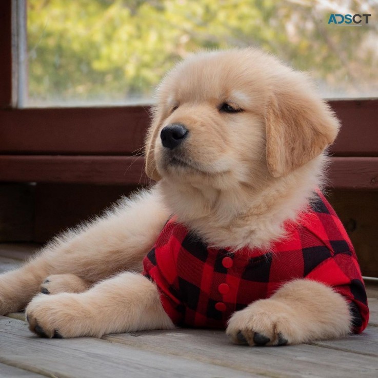 fluffy goldie puppies