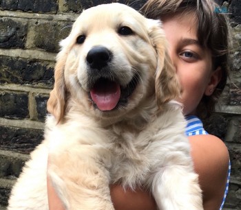 fluffy goldie puppies