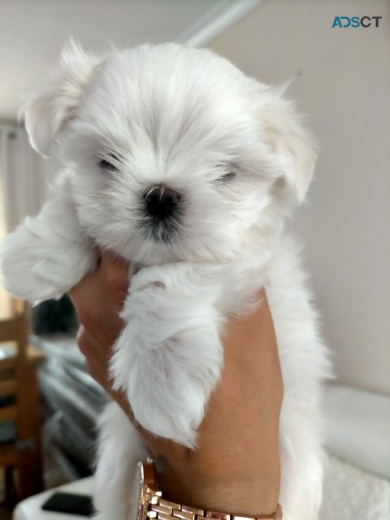 Well Socialized Maltese Puppies Availabl