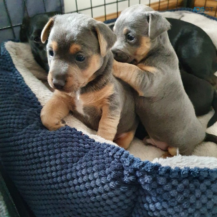 Two Jack Russell  Puppies