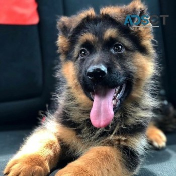 German Shepherd Puppy For Sale