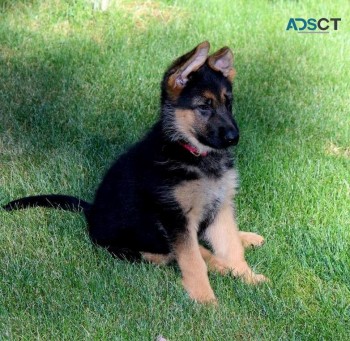 German Shepherd Puppy For Sale