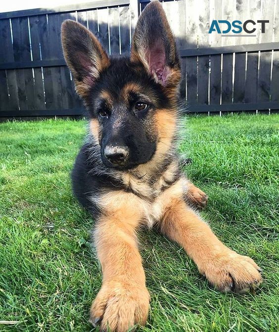 German Shepherd Puppy For Sale