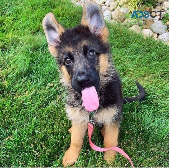 German Shepherd Puppy For Sale