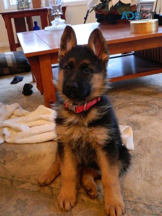 German Shepherd Puppy For Sale